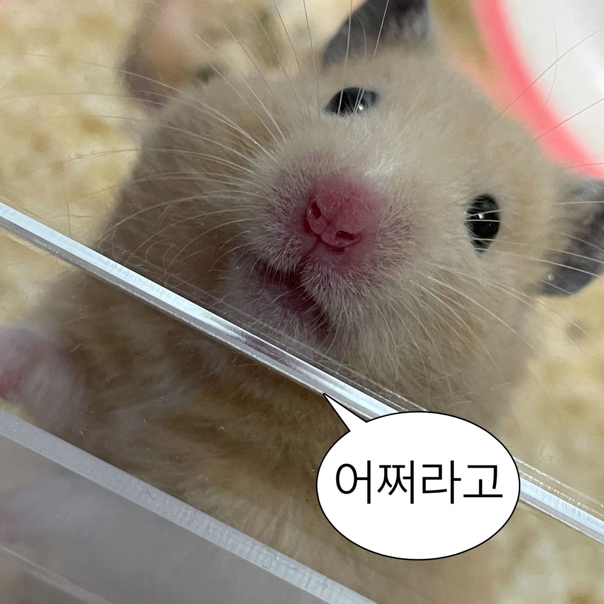 유저 프로필 사진